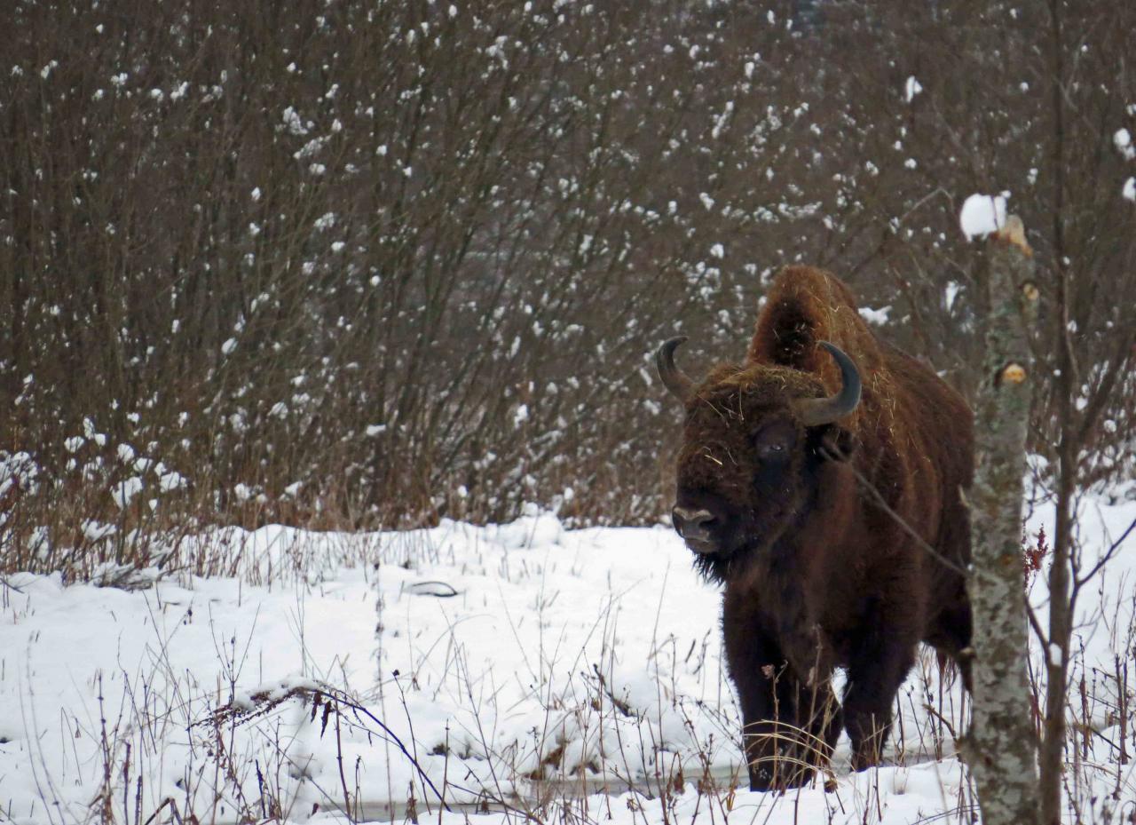 Bialowieza en hiver