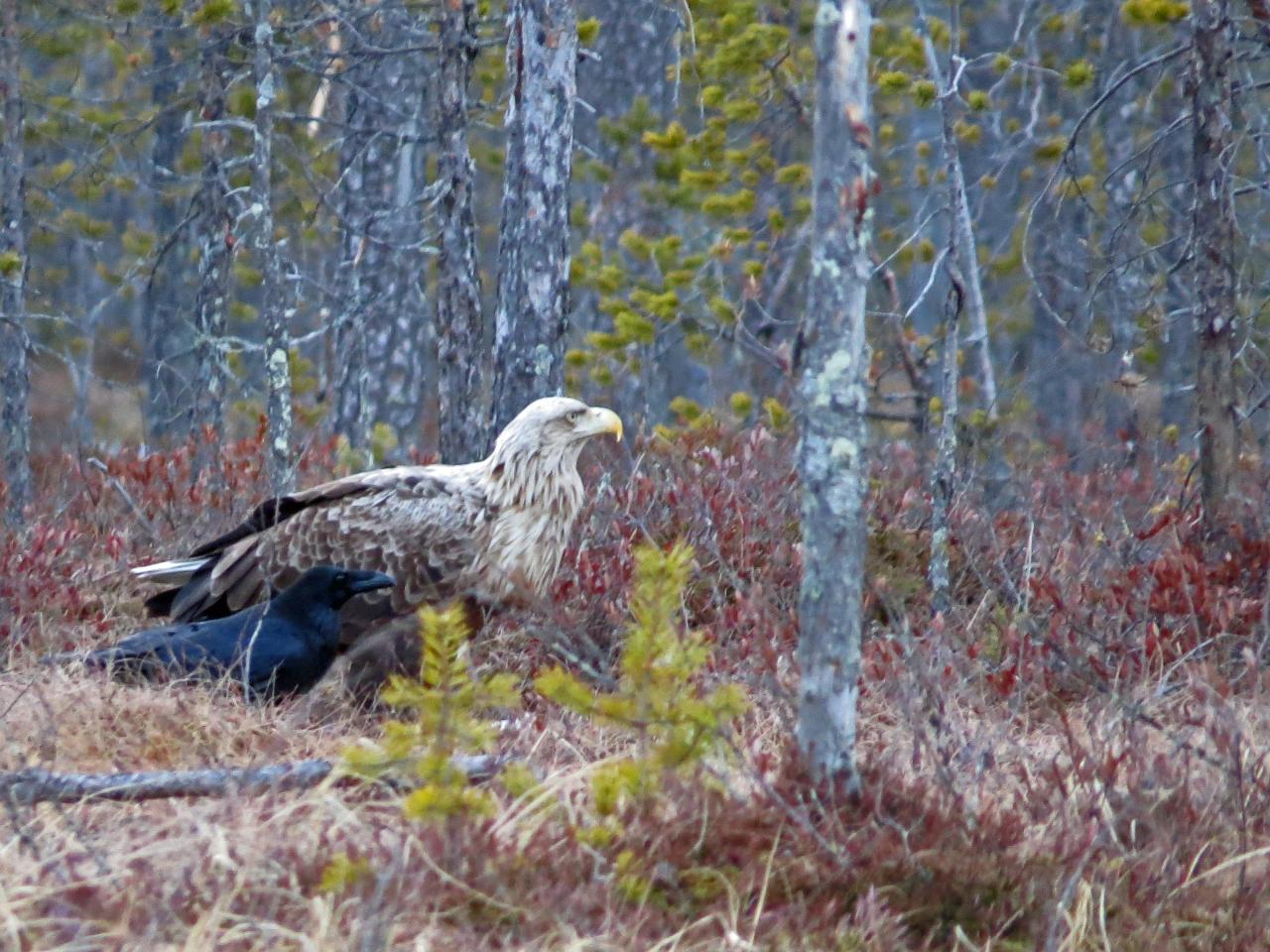 Finlande Carélie