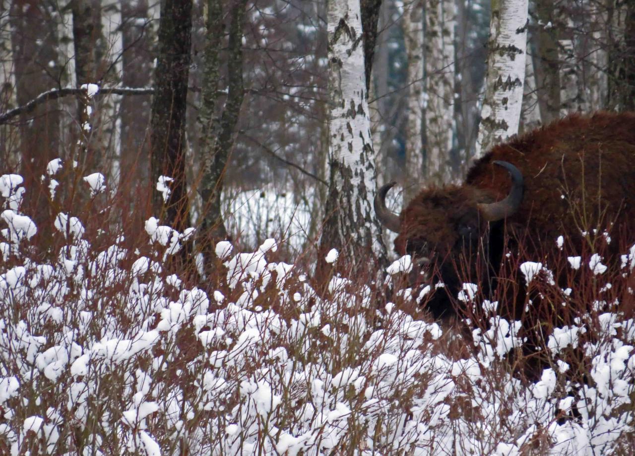 Bialowieza en hiver