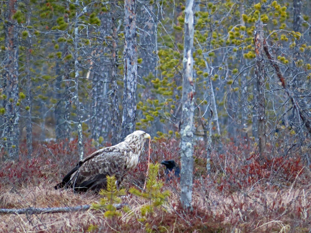 Finlande Carélie