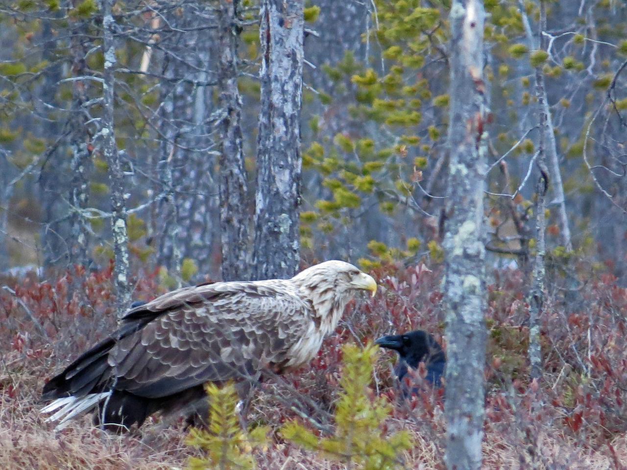 Finlande Carélie