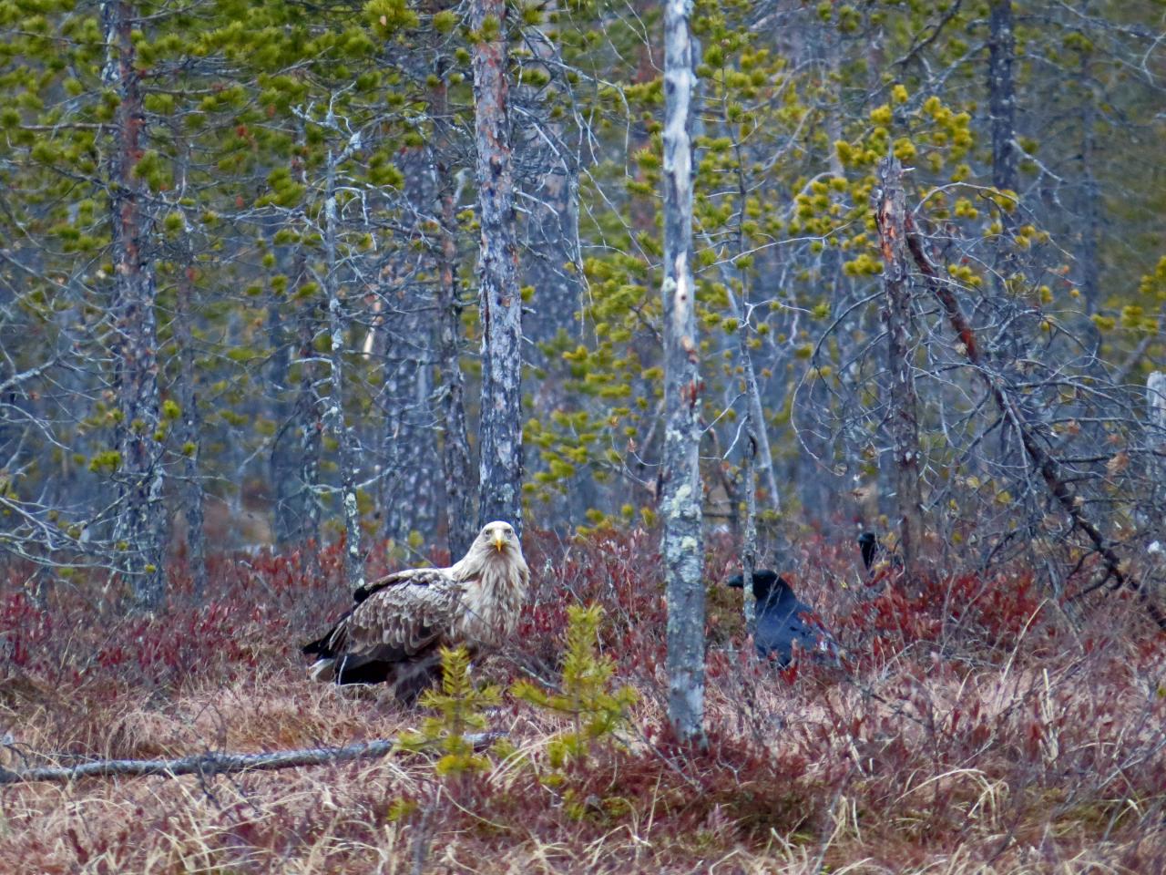 Finlande Carélie