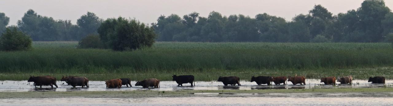 Le Delta du Danube