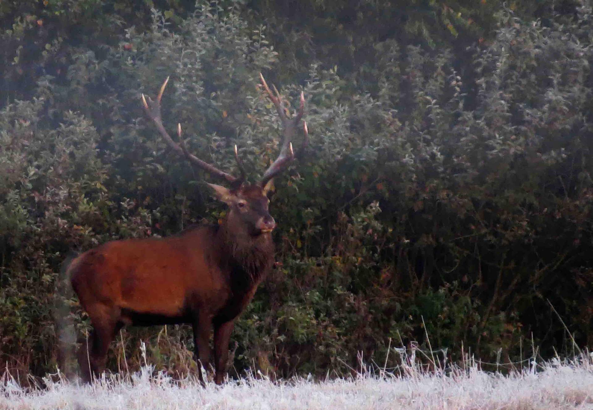 Pologne Bialowieza et Biebrza