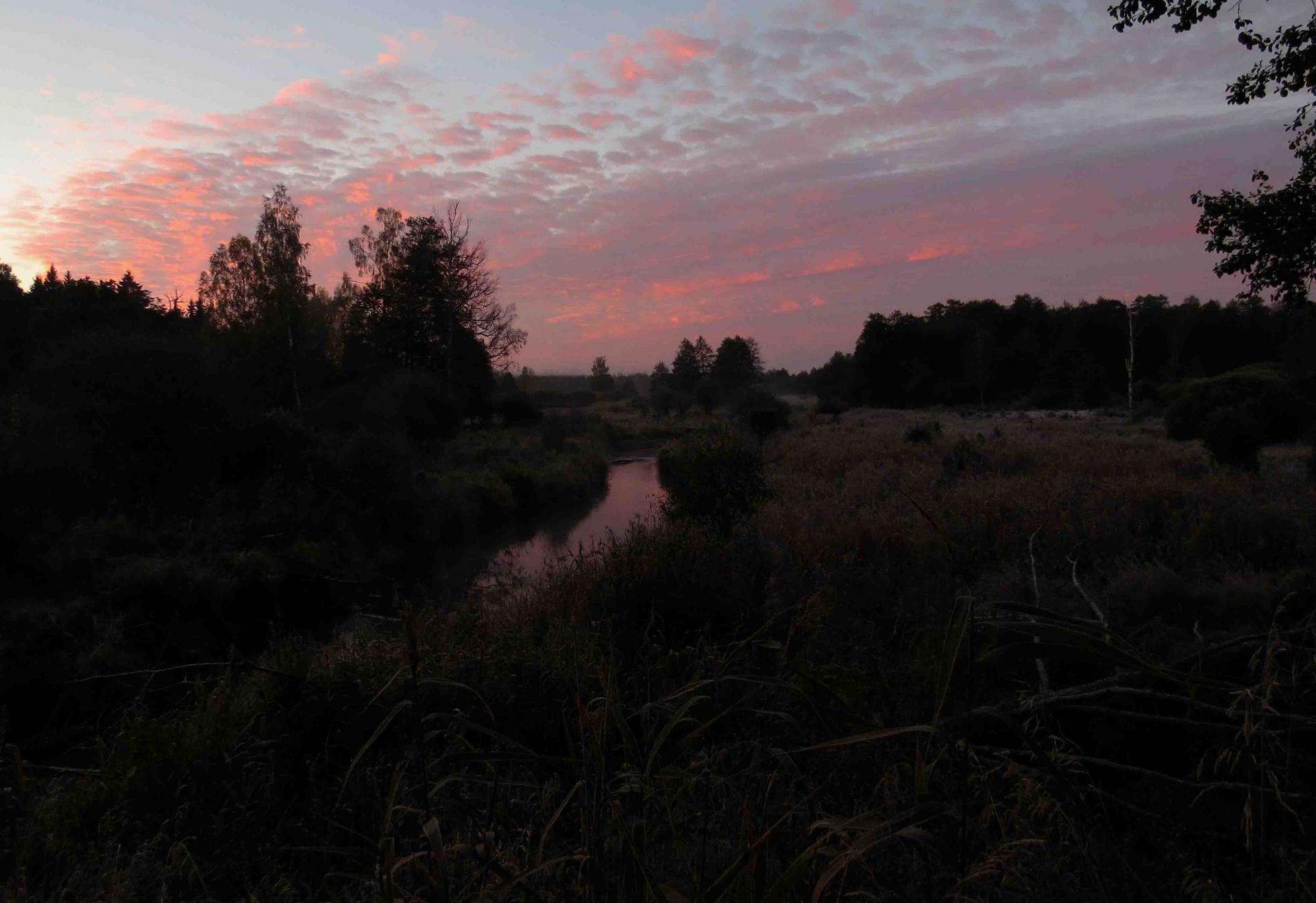 Pologne Bialowieza et Biebrza