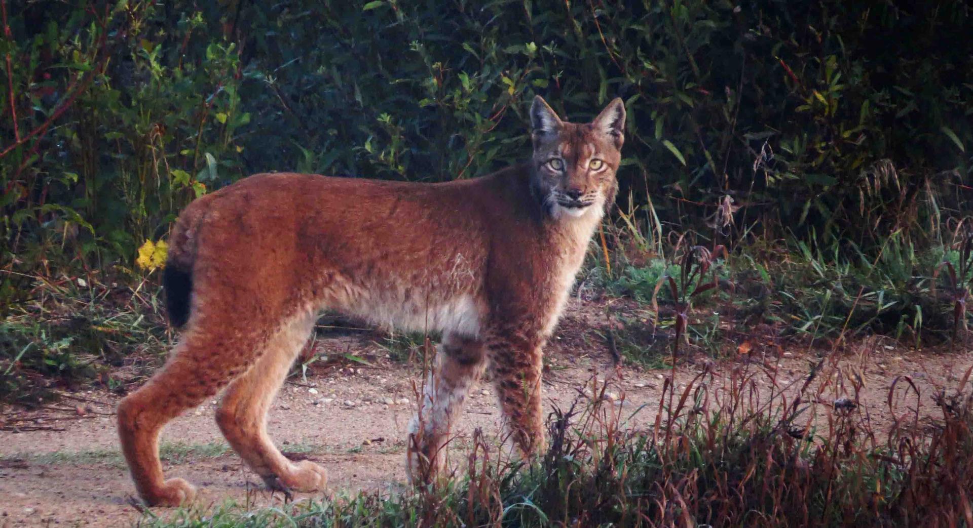 Pologne Bialowieza et Biebrza