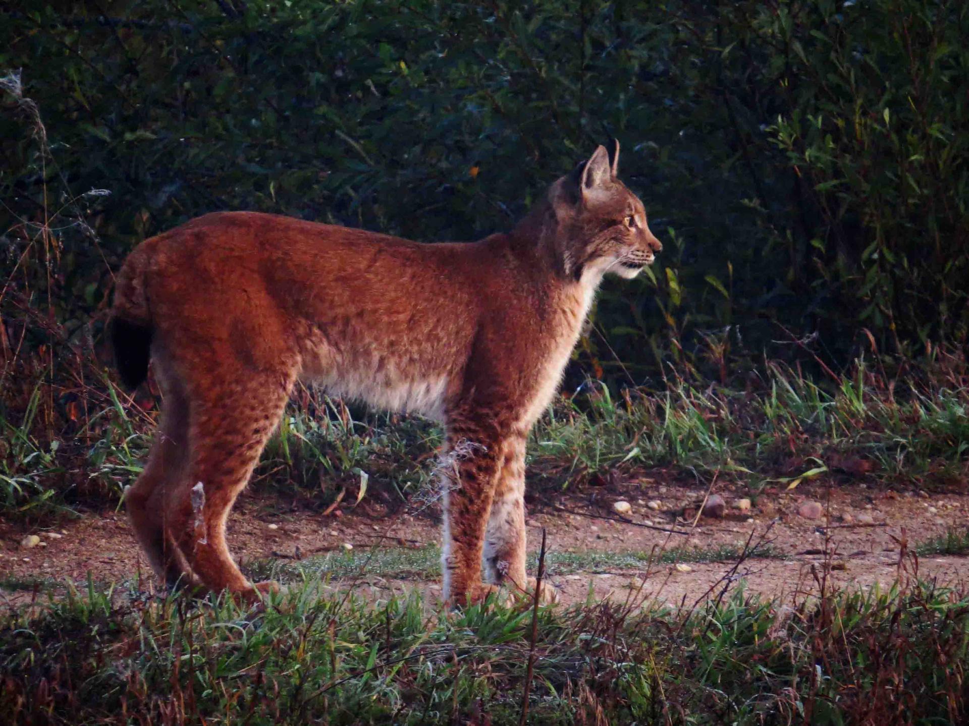 Pologne Bialowieza et Biebrza