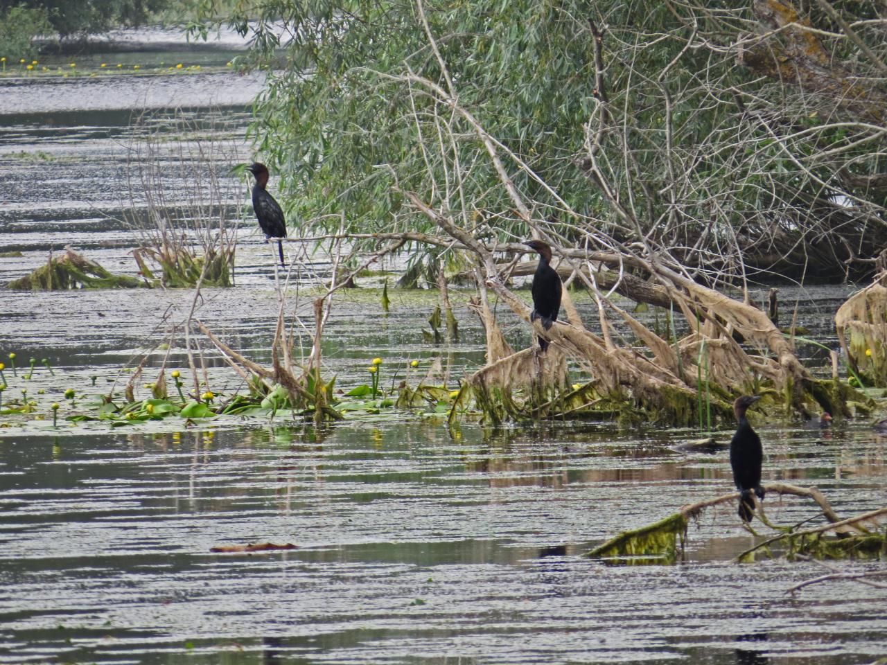 Le Delta du Danube