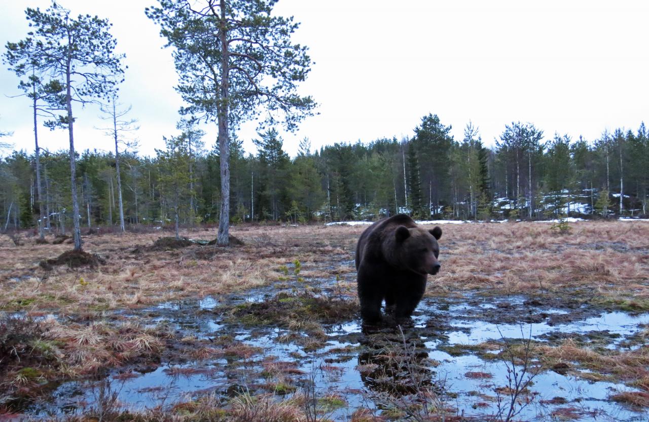 Finlande Carélie