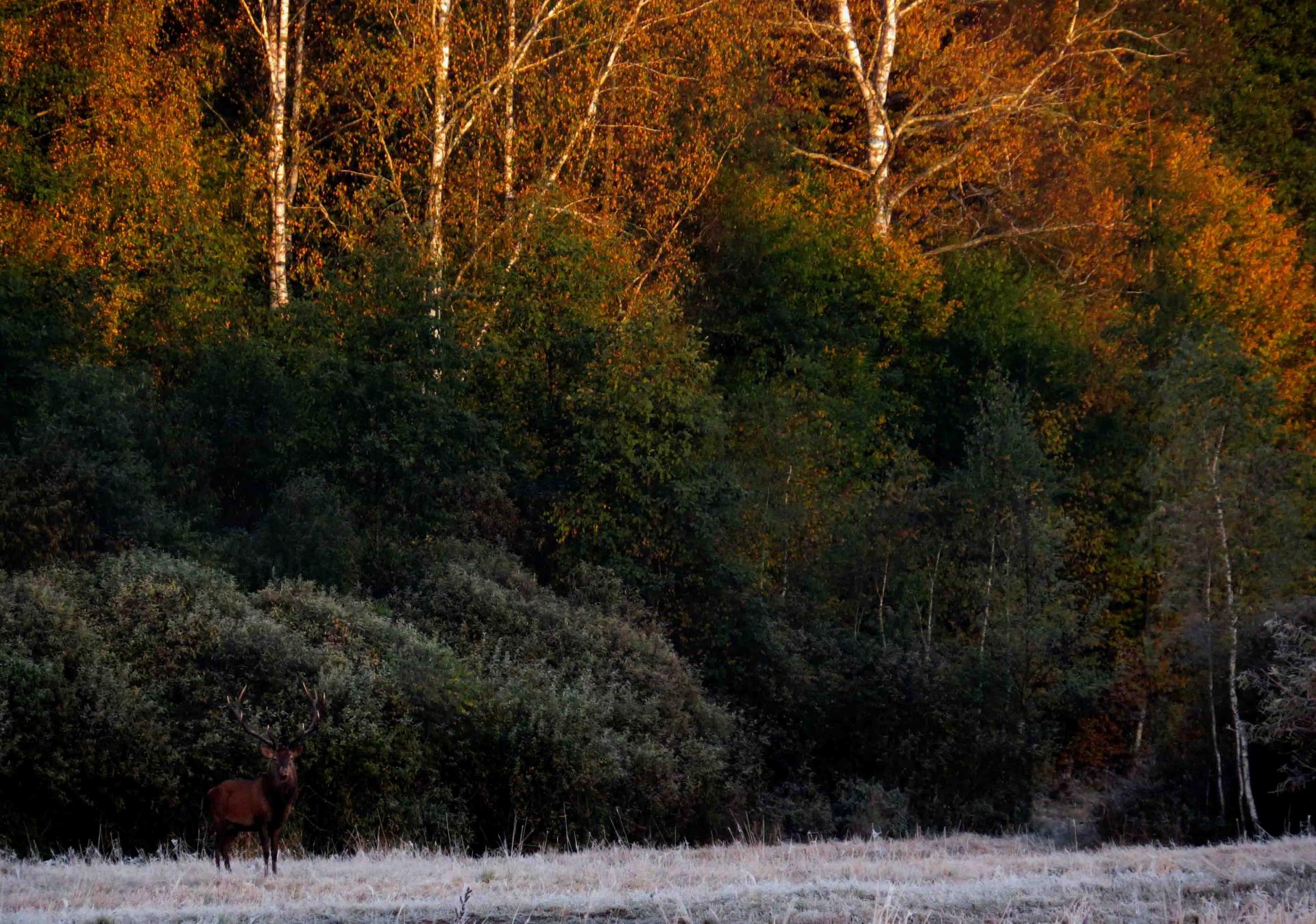 Pologne Bialowieza et Biebrza