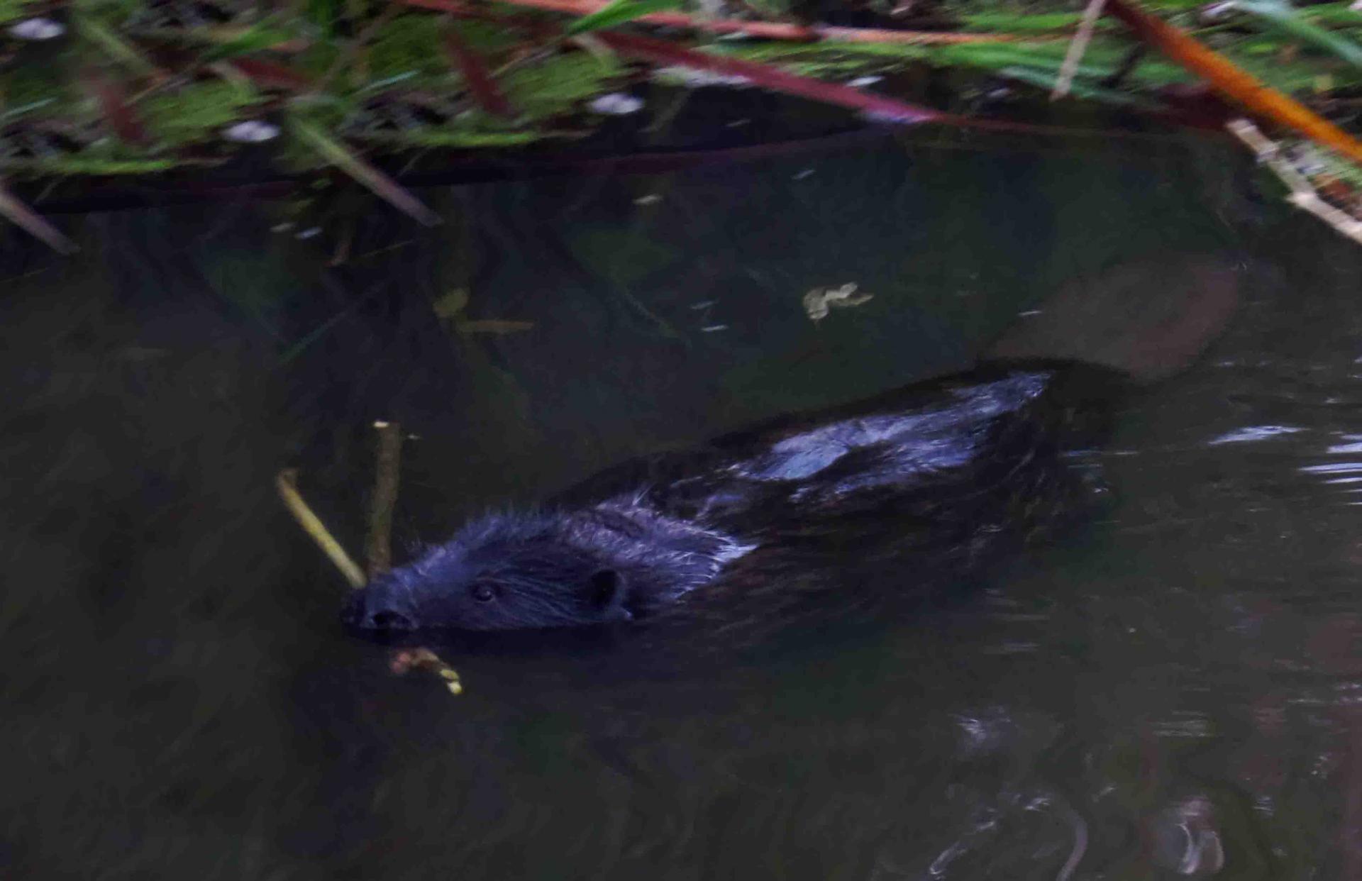 Pologne Bialowieza et Biebrza