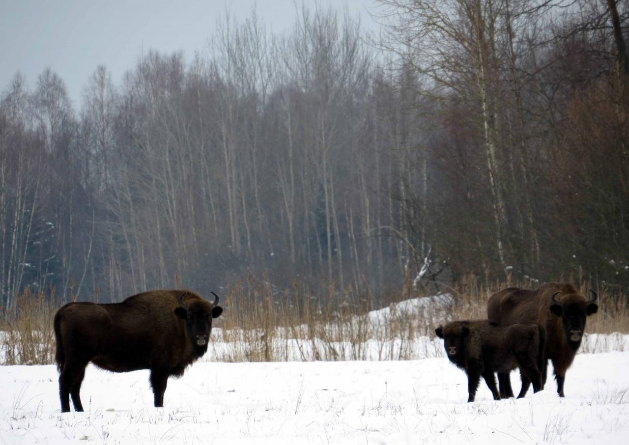 Bialowieza en hiver