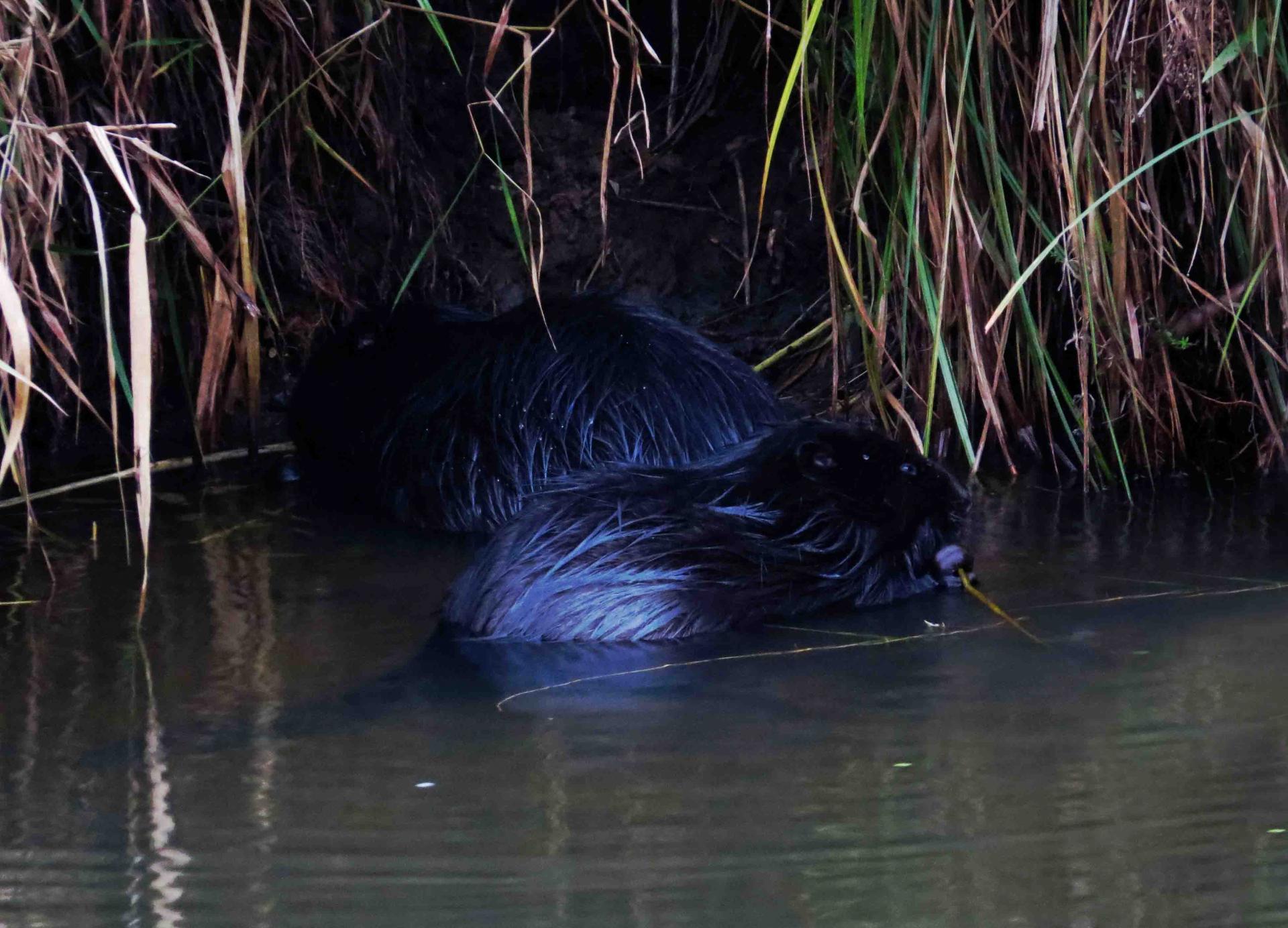 Pologne Bialowieza et Biebrza