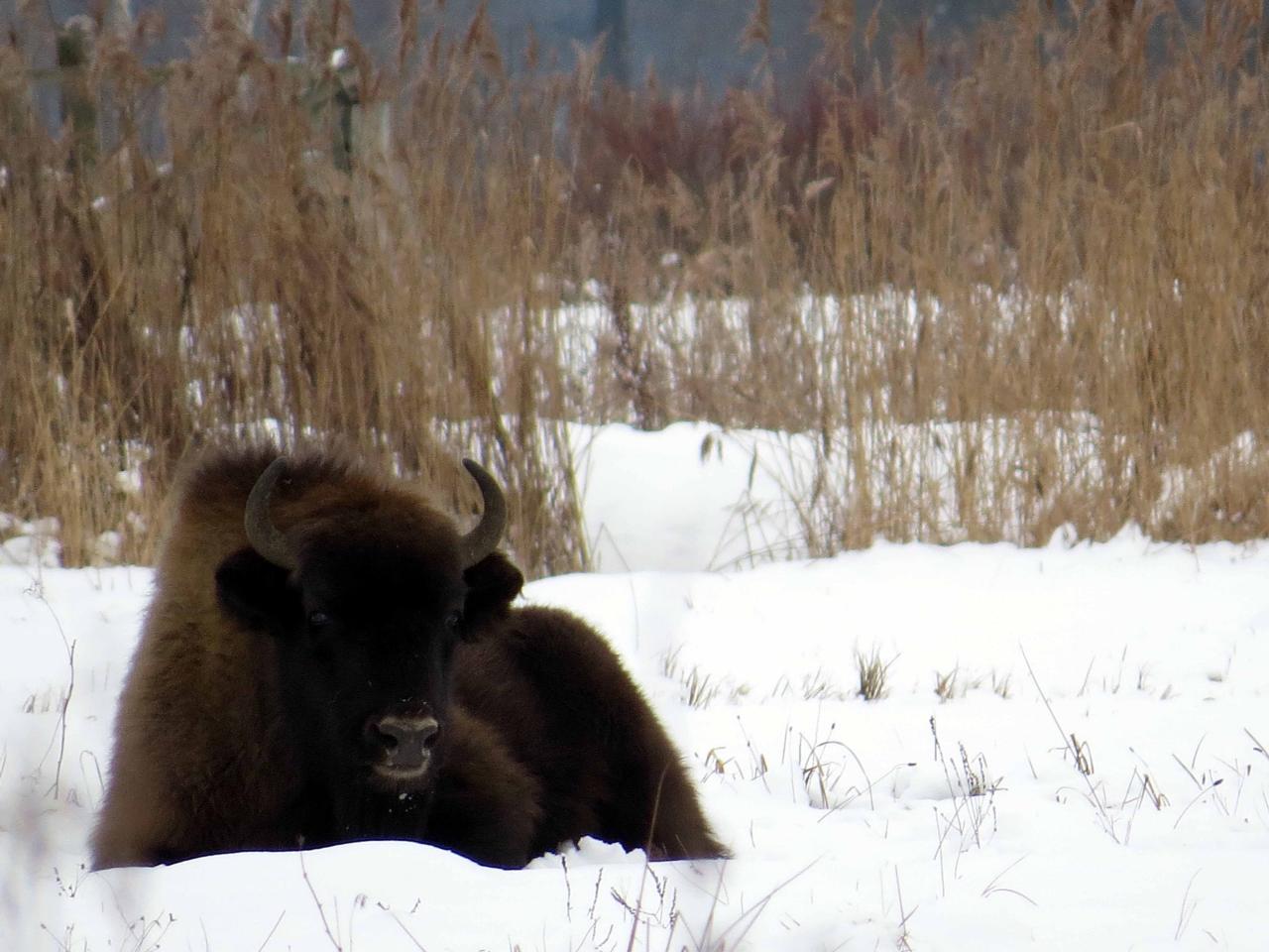 Bialowieza en hiver