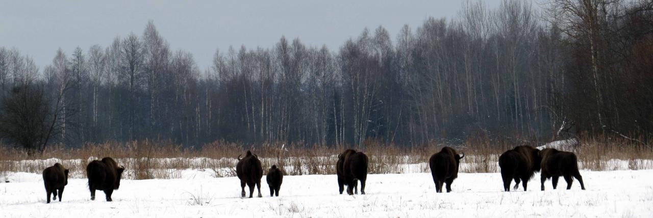 Bialowieza en hiver