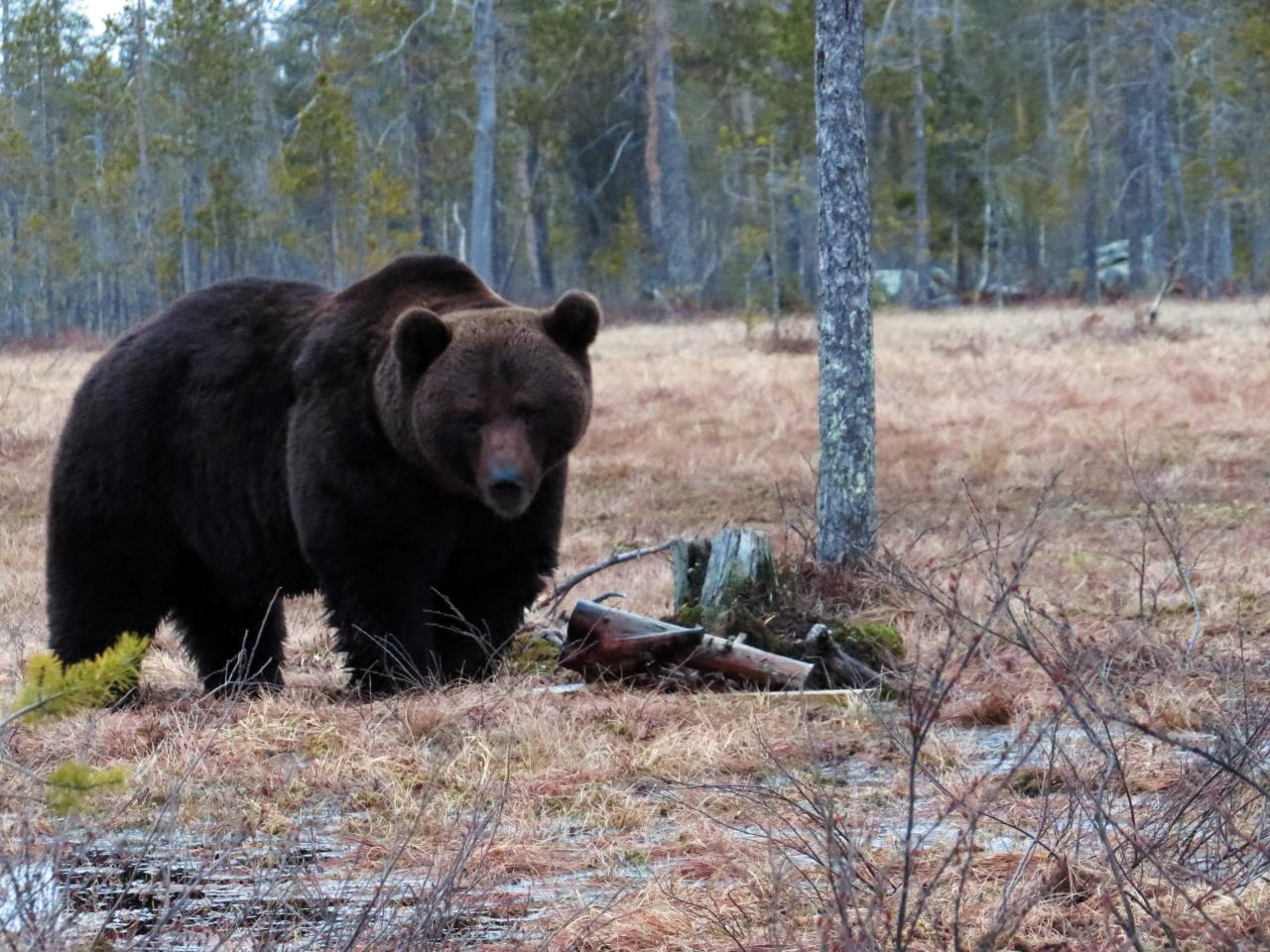 Finlande Carélie