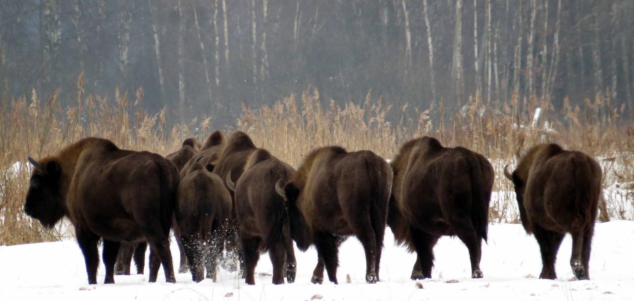 Bialowieza en hiver