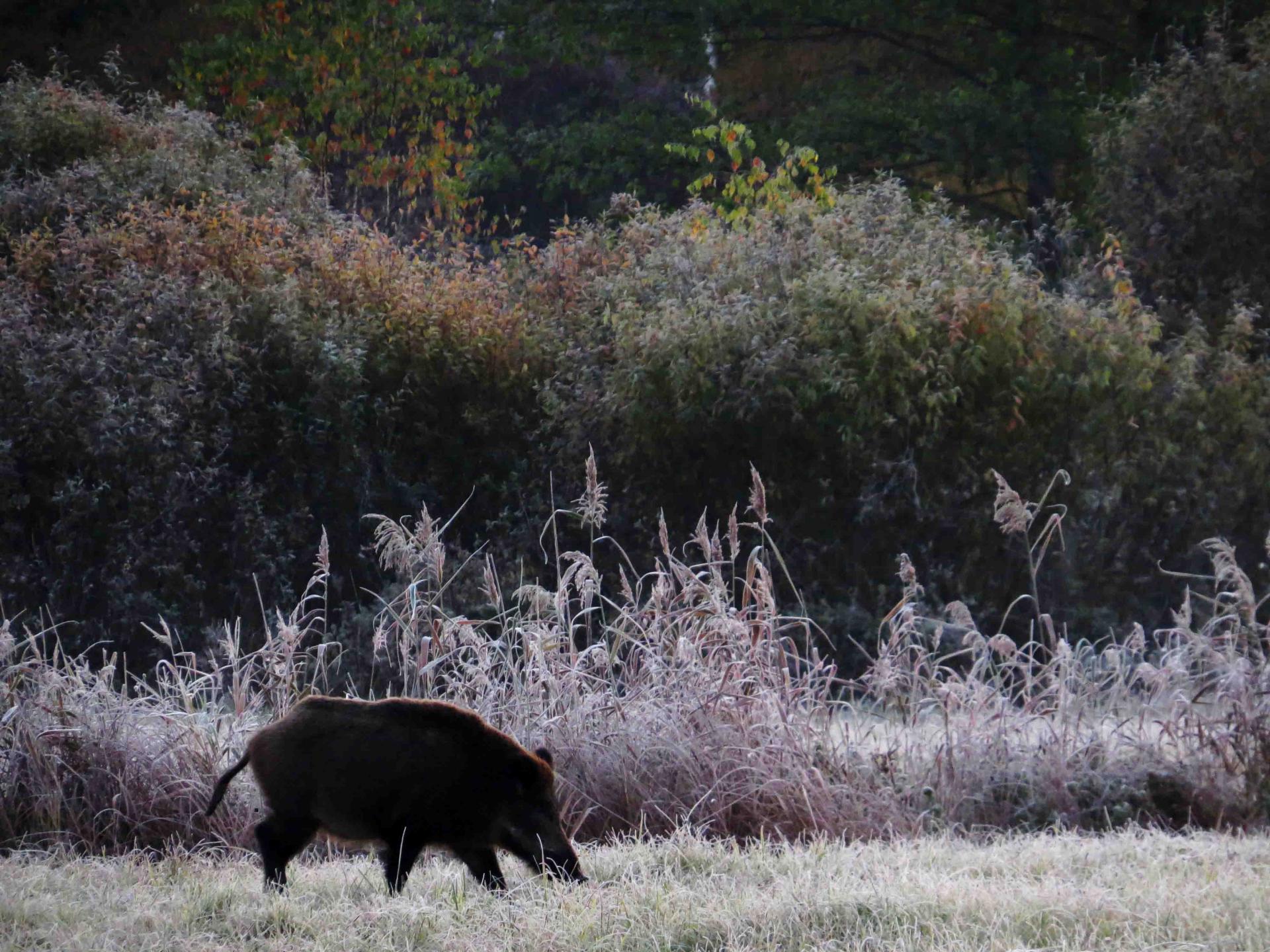 Pologne Bialowieza et Biebrza