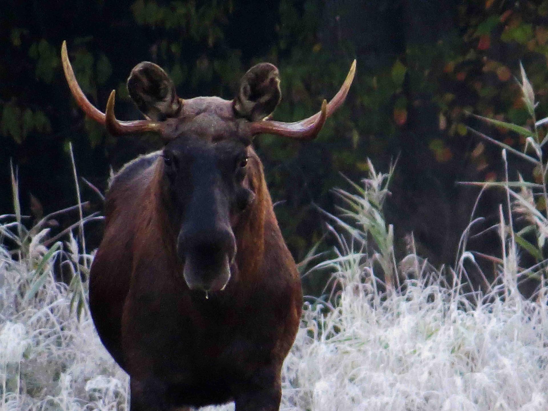 Pologne Bialowieza et Biebrza