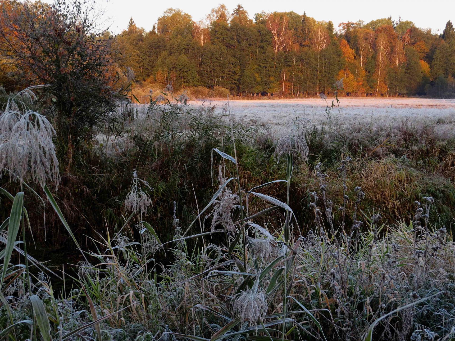 Pologne Bialowieza et Biebrza