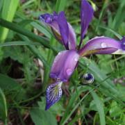 Img 1322 70 copie