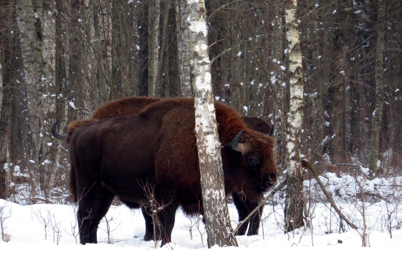 Bialowieza en hiver