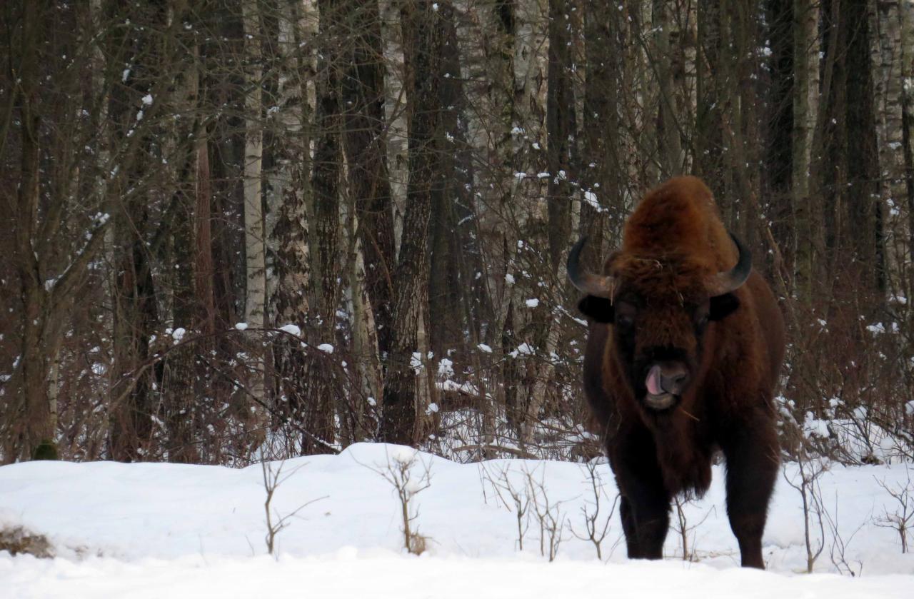 Bialowieza en hiver