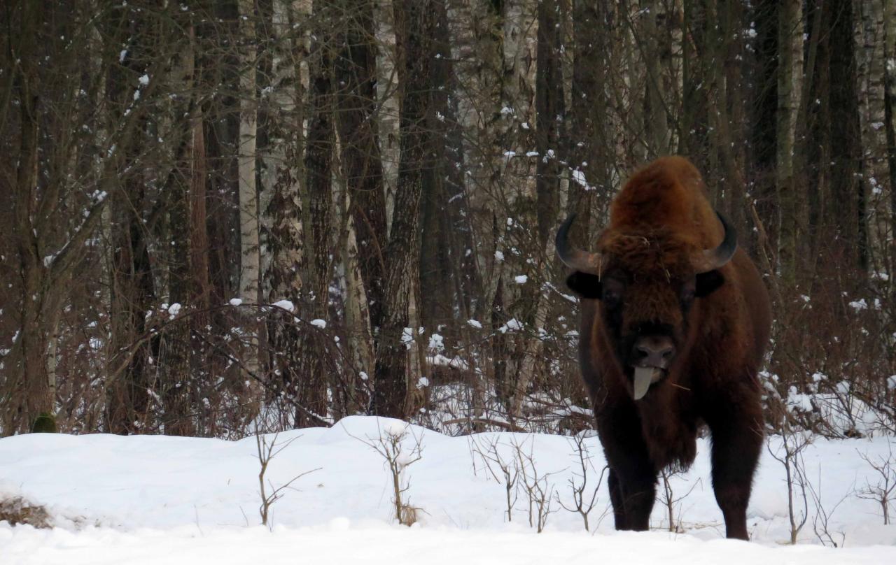 Bialowieza en hiver