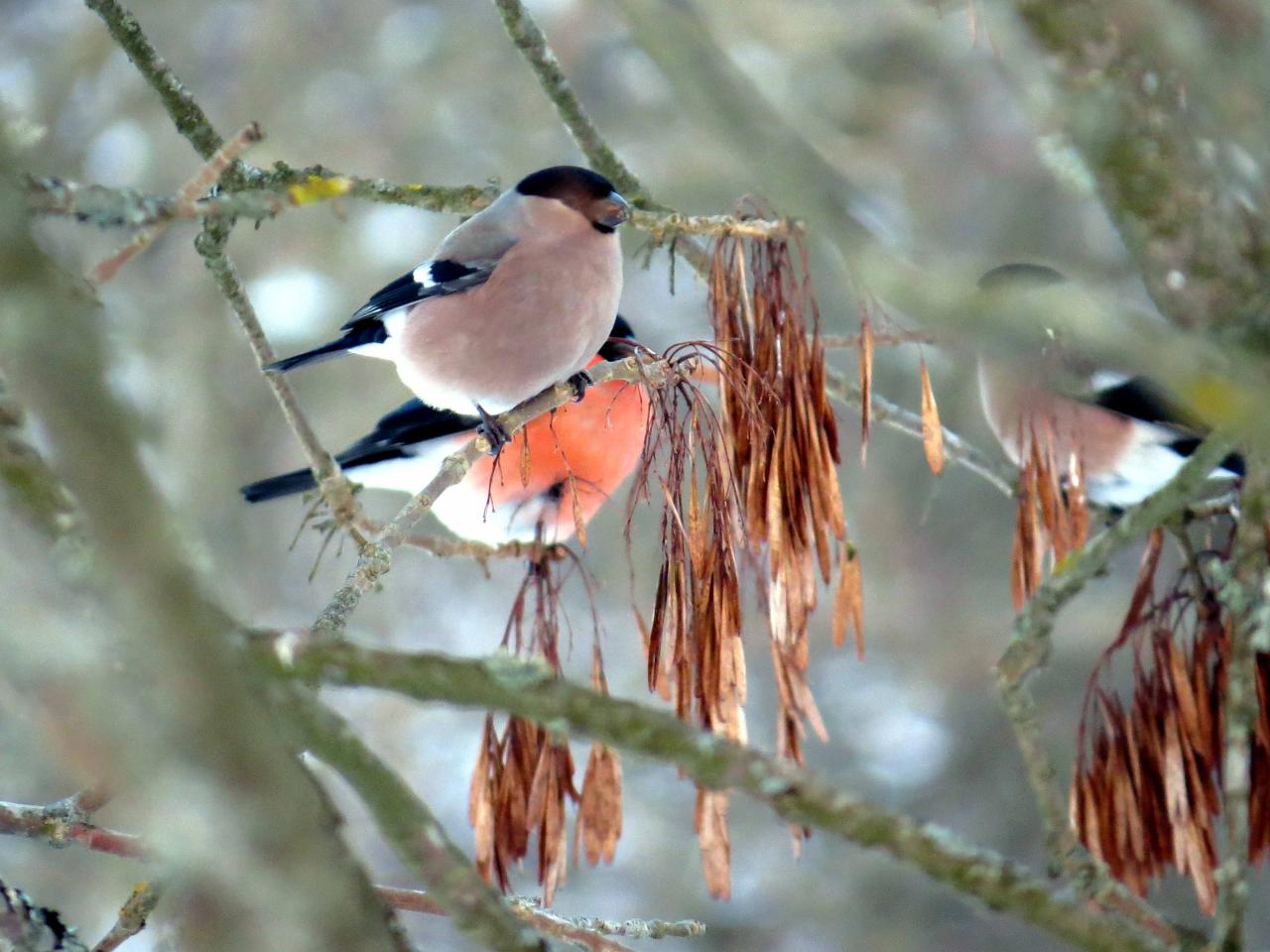 Bialowieza en hiver