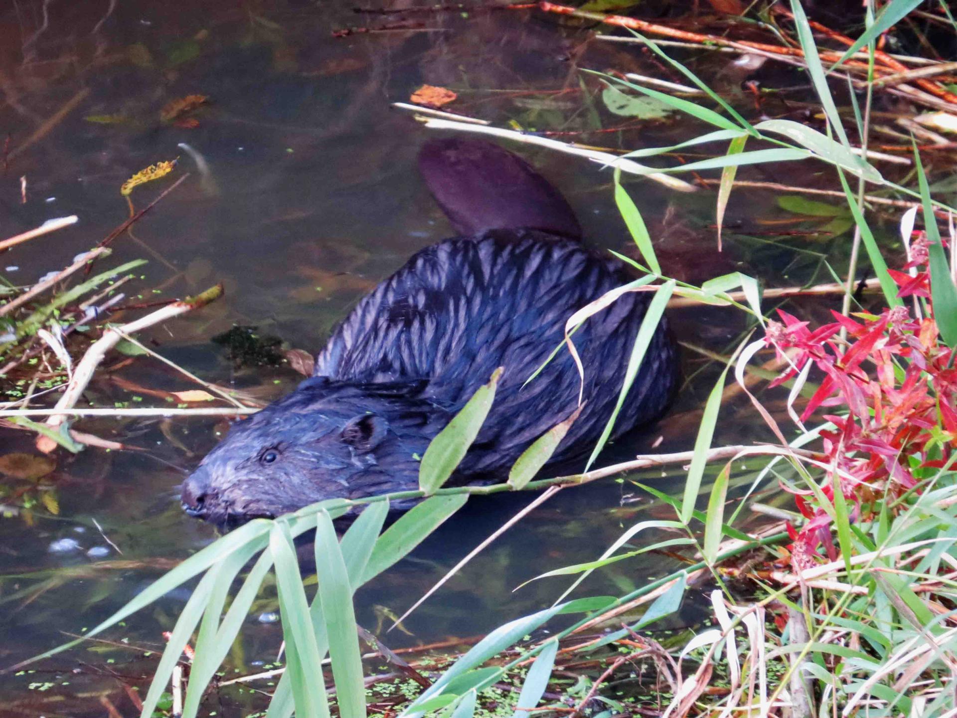 Pologne Bialowieza et Biebrza