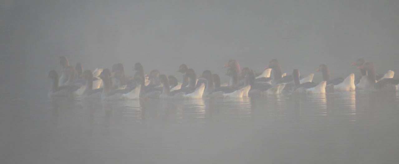 Le Delta du Danube