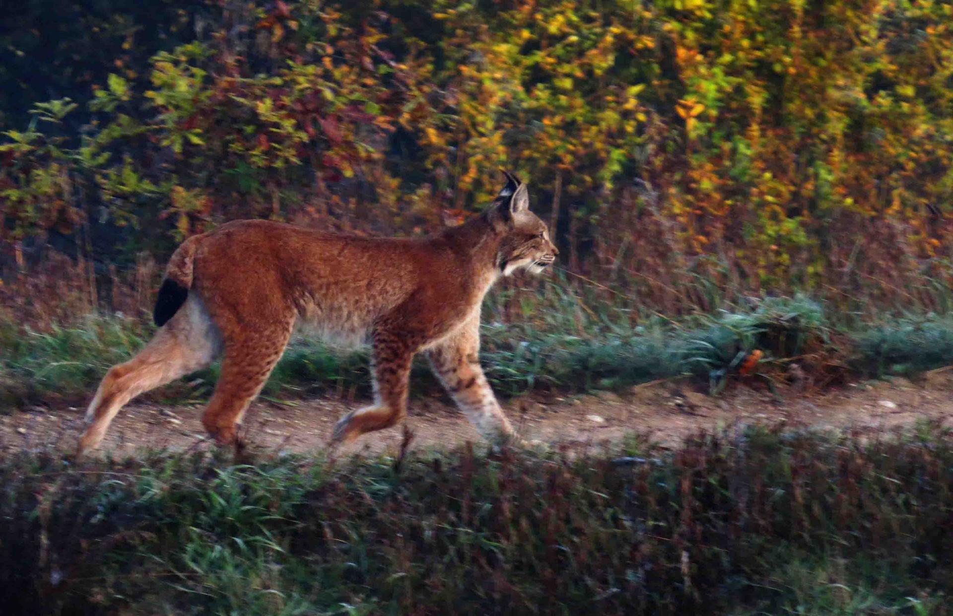 Pologne Bialowieza et Biebrza