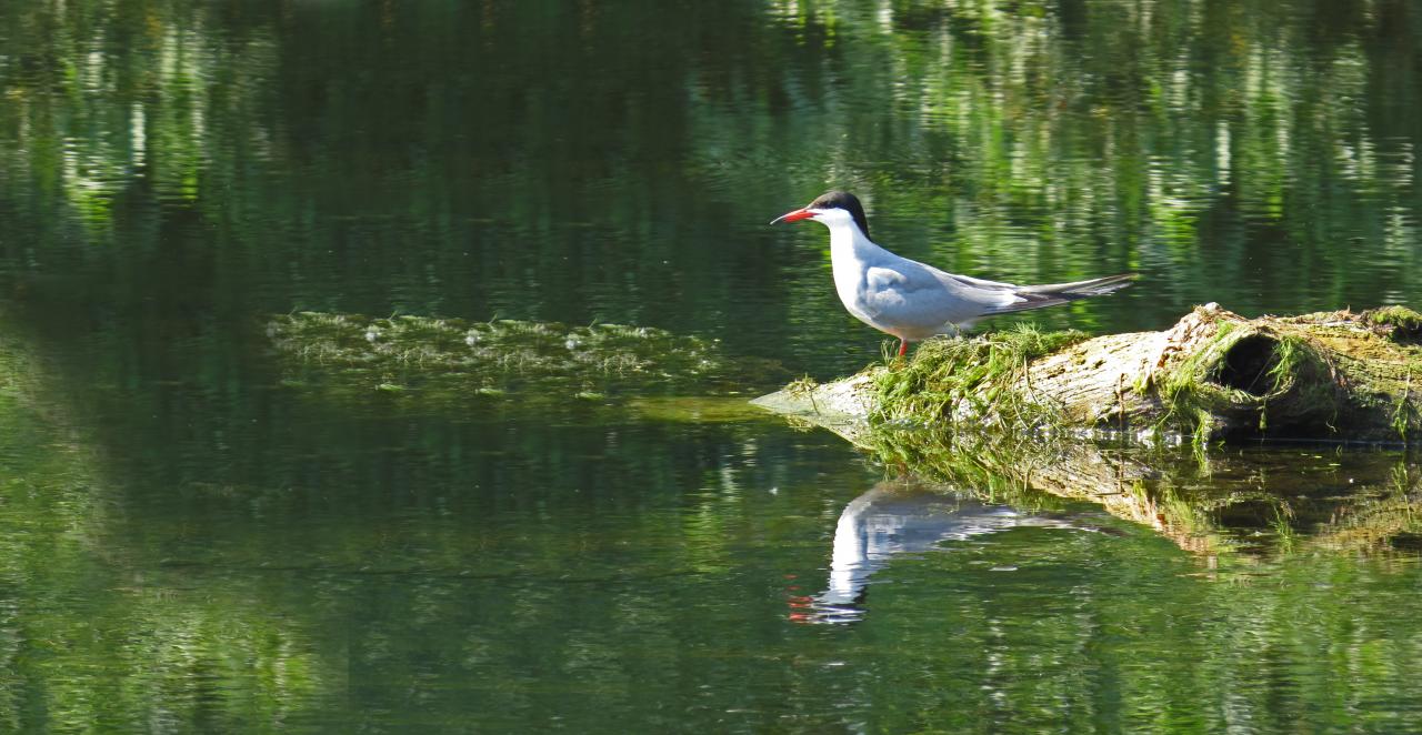 Le Delta du Danube