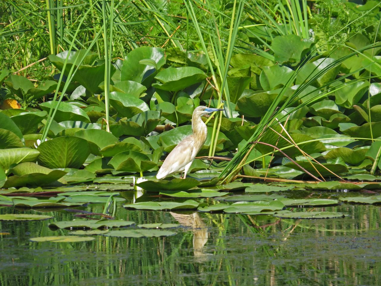 Le Delta du Danube