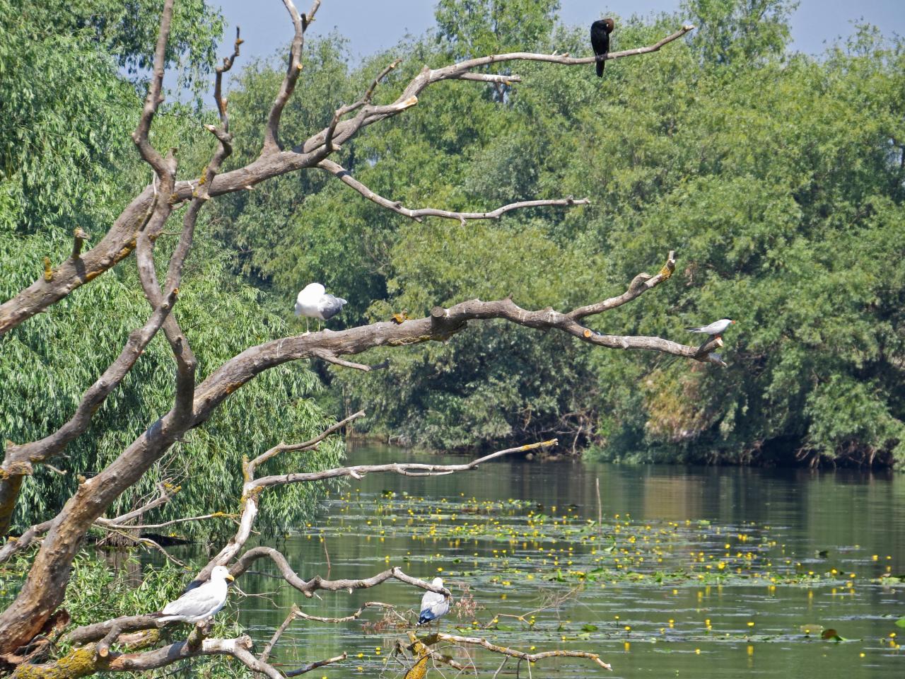 Le Delta du Danube