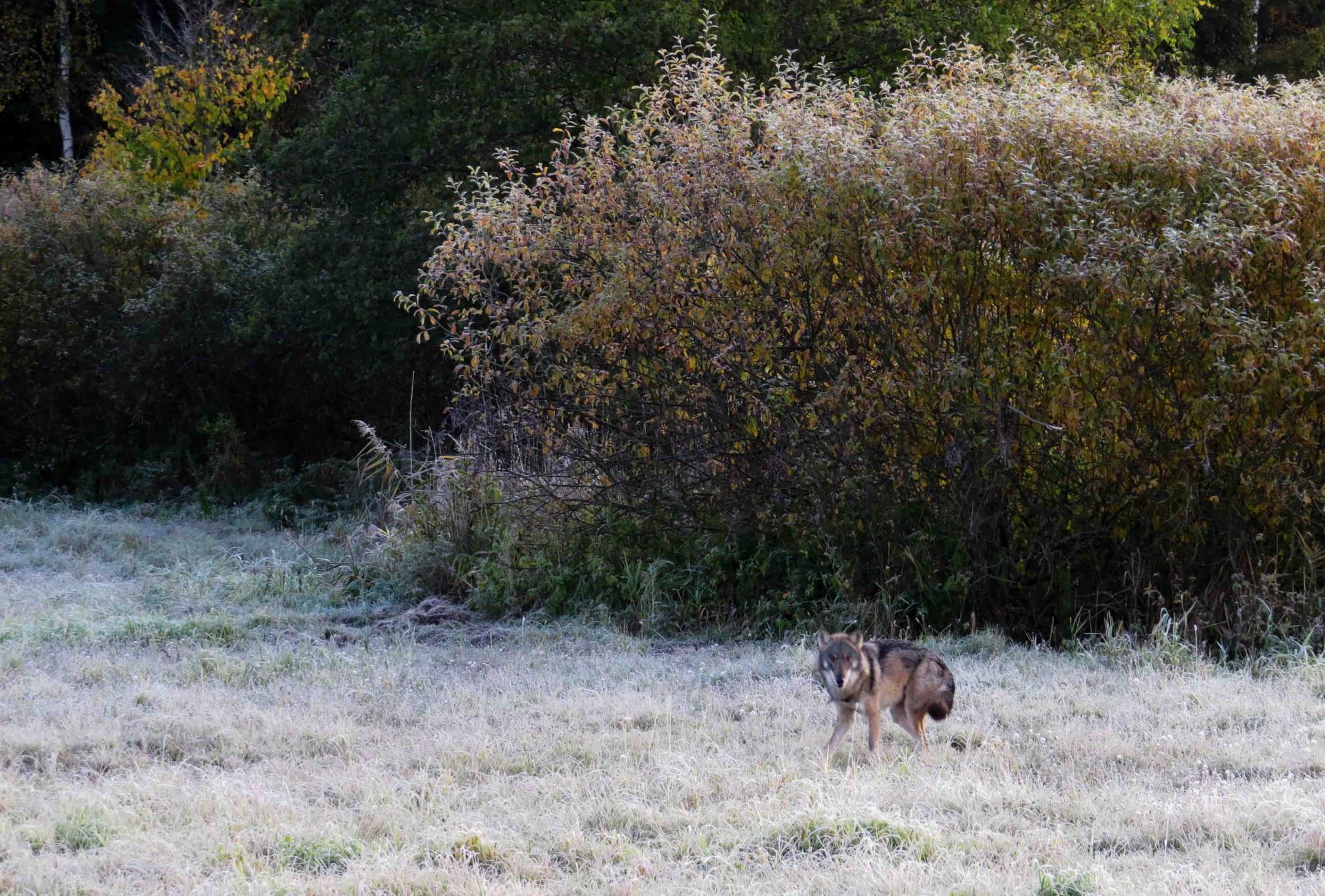 Pologne Bialowieza et Biebrza