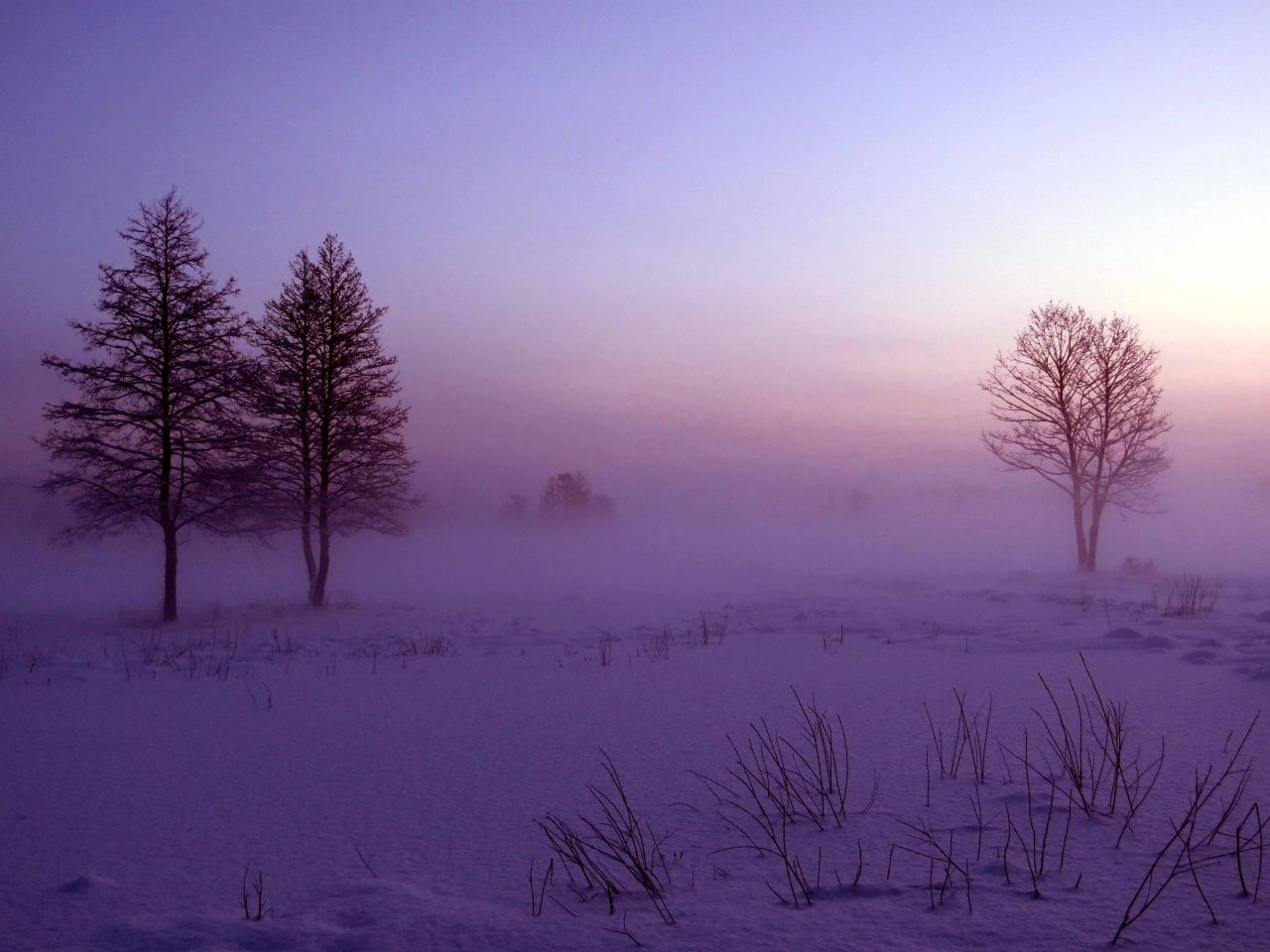 Bialowieza en hiver