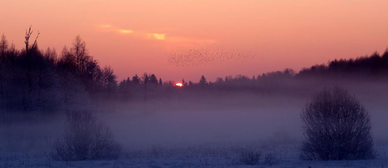 Bialowieza en hiver