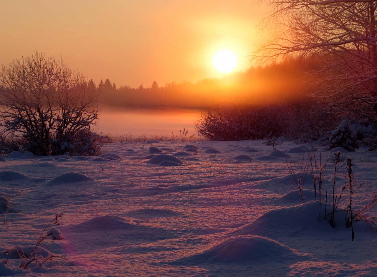 Bialowieza en hiver