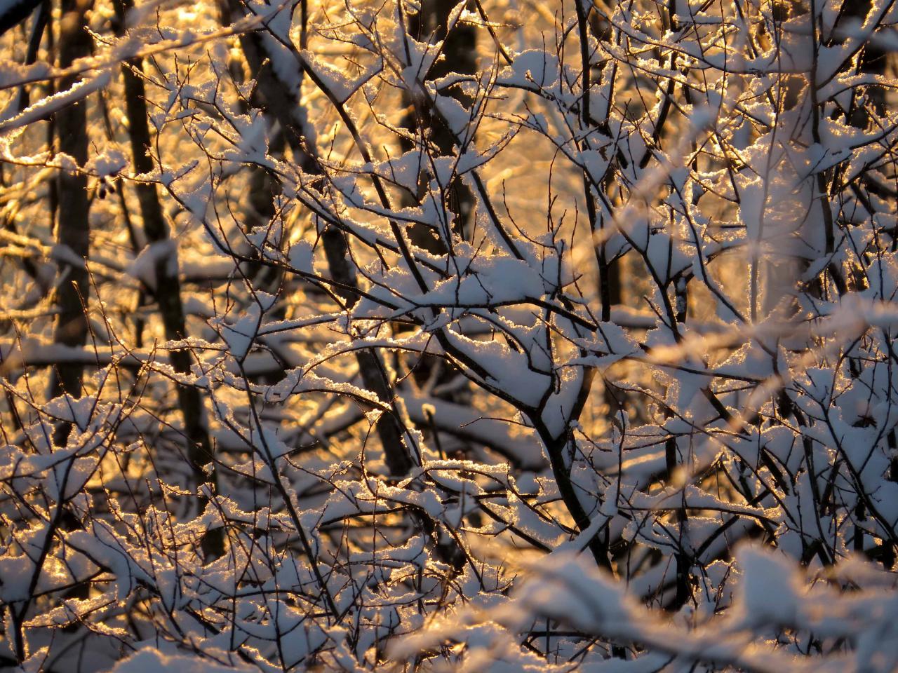 Bialowieza en hiver