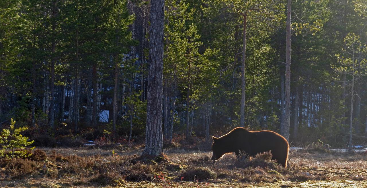 Finlande Carélie