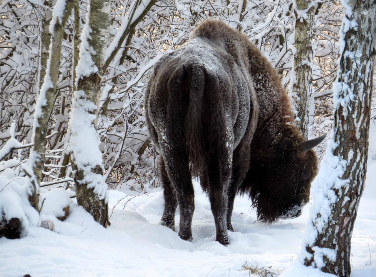 Bialowieza en hiver