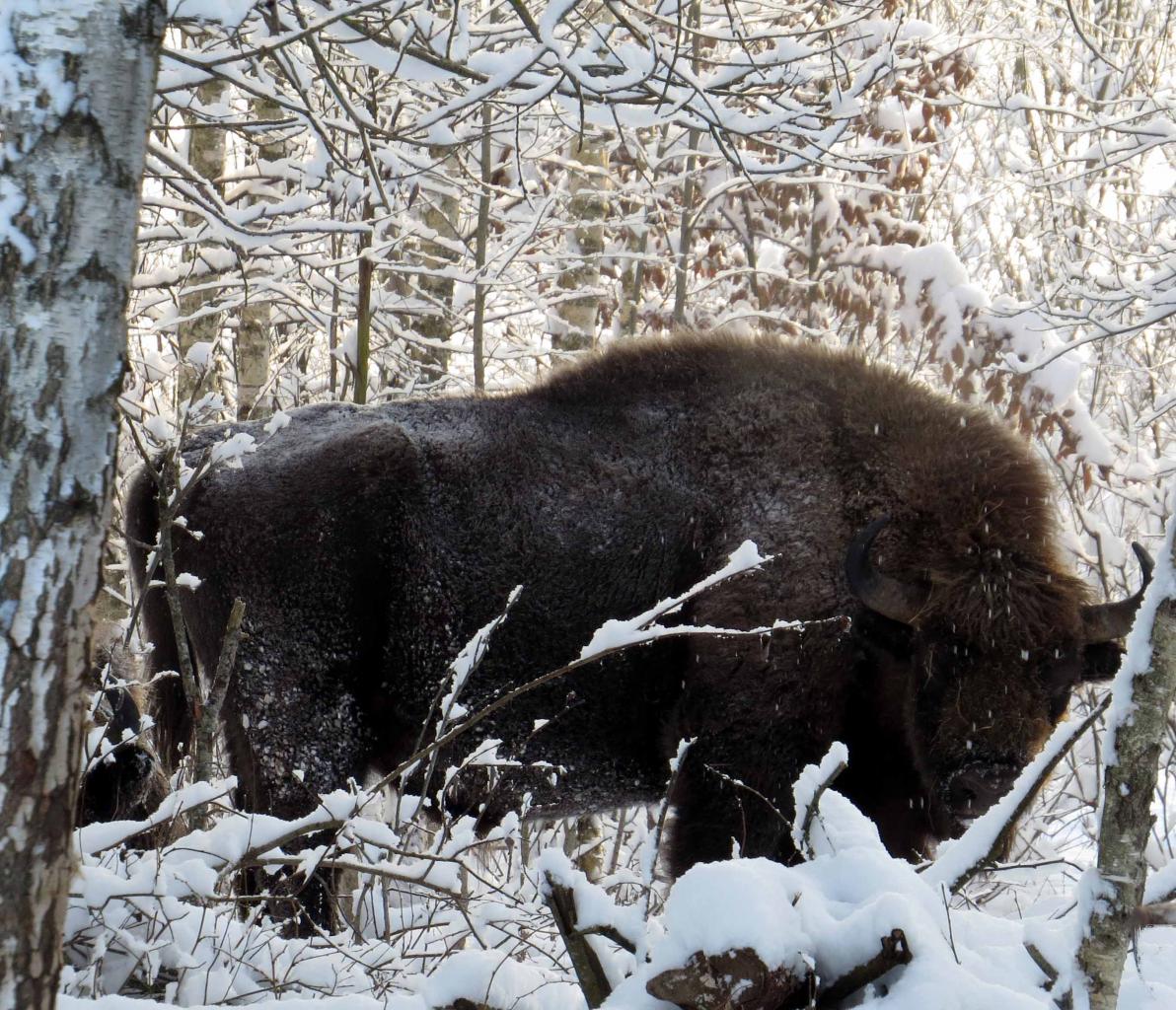 Bialowieza en hiver