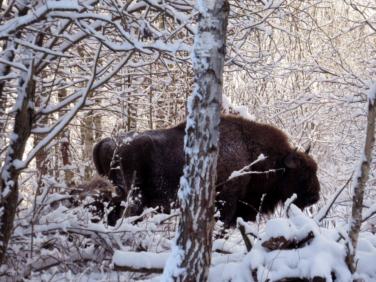 Bialowieza en hiver