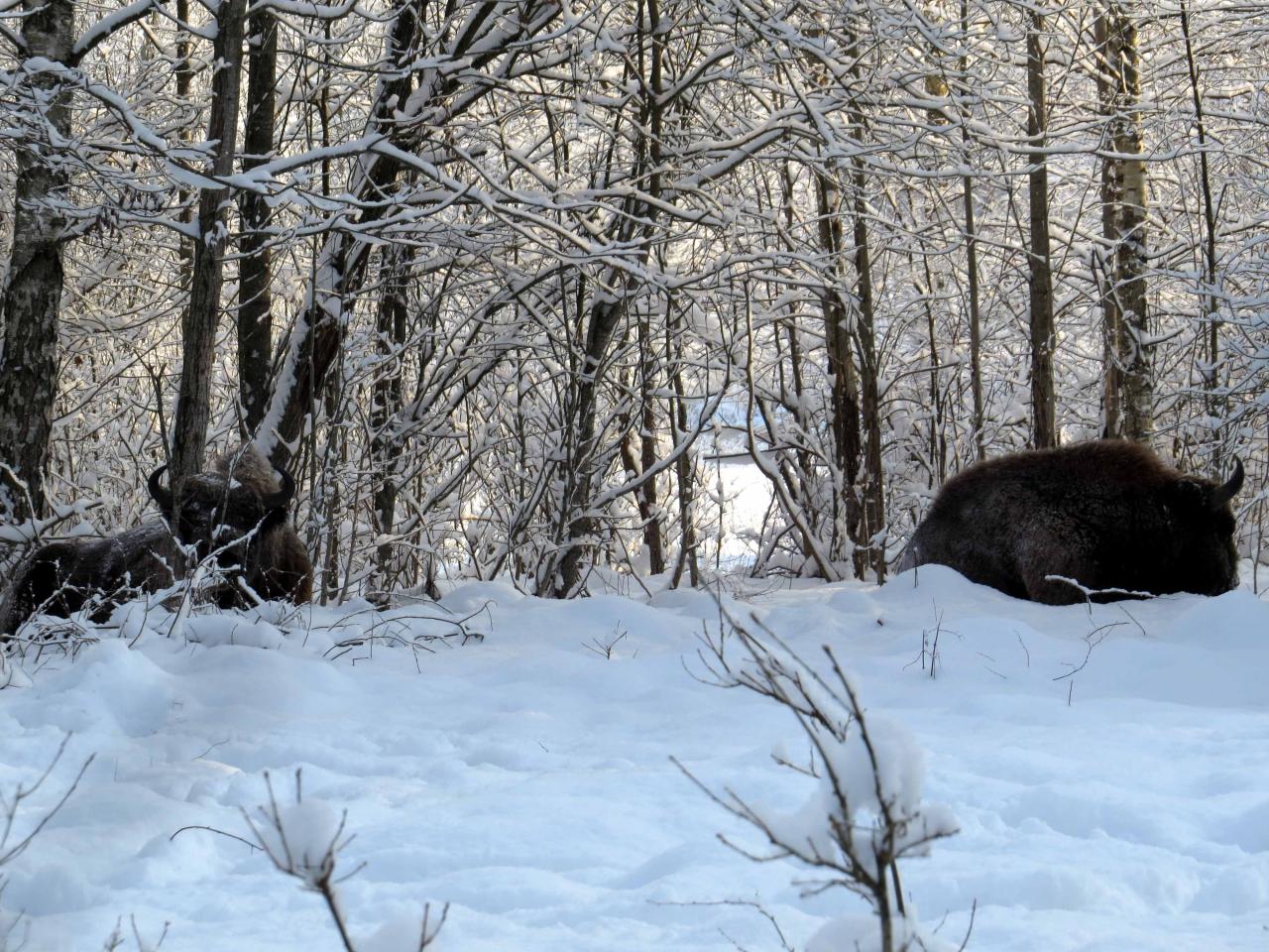 Bialowieza en hiver