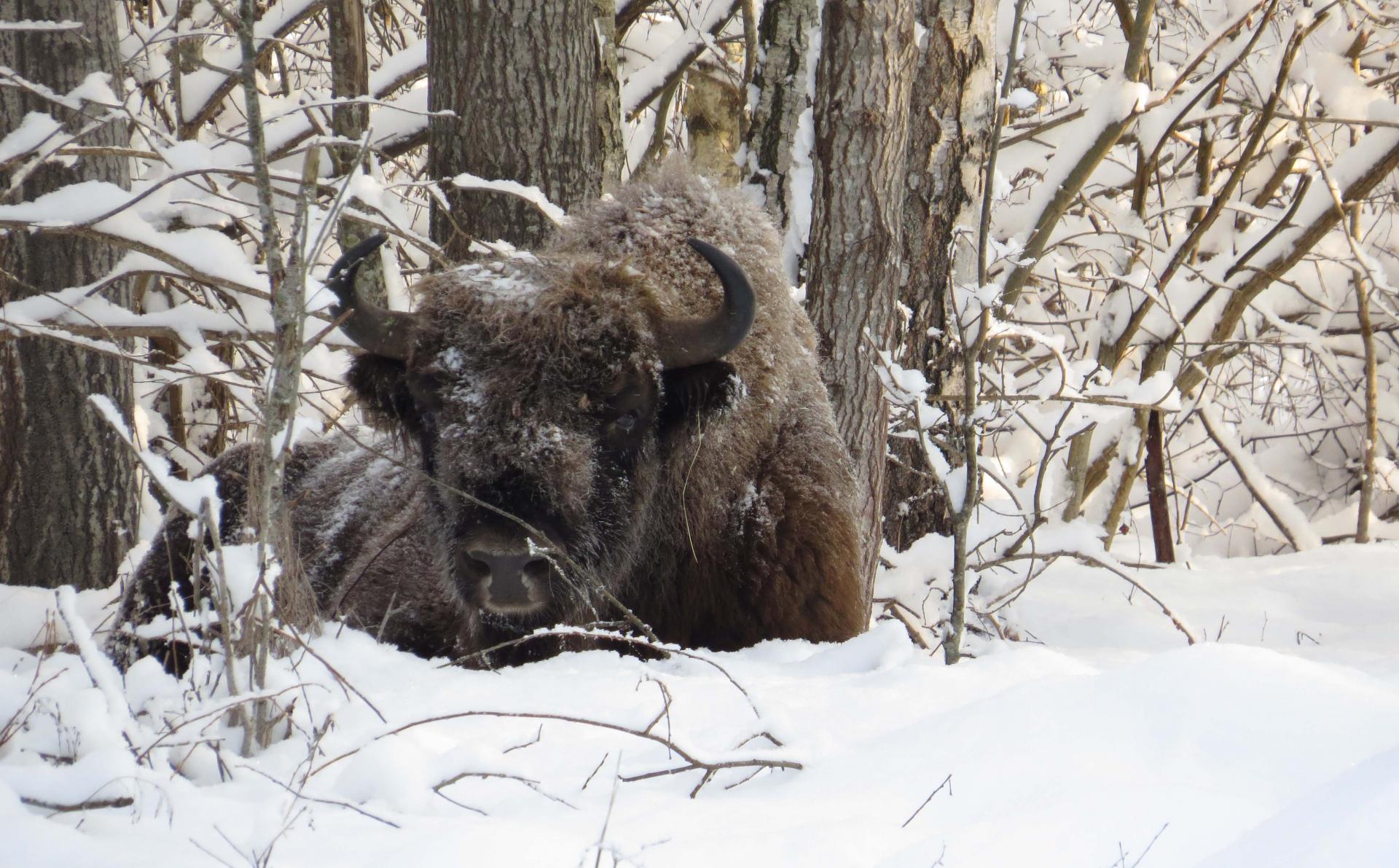 Hiver Pologne Bialowieza Hiver du 20 au 27 Février