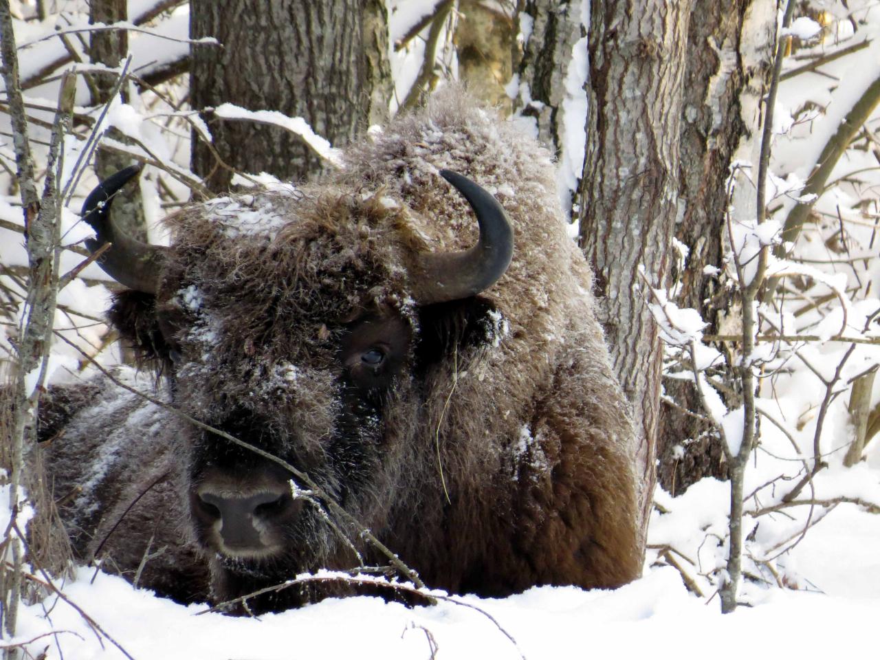 Bialowieza en hiver