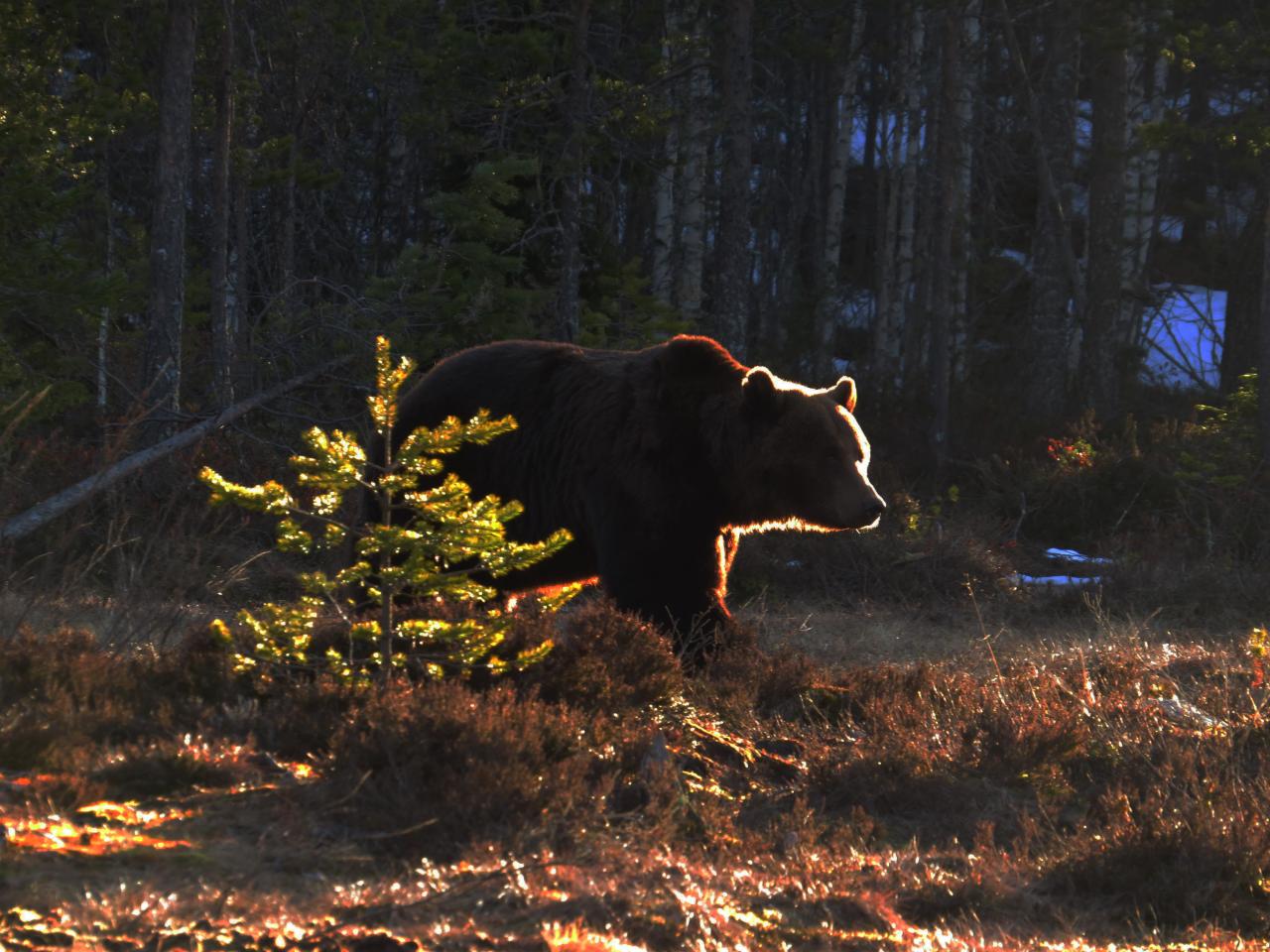 Finlande Carélie