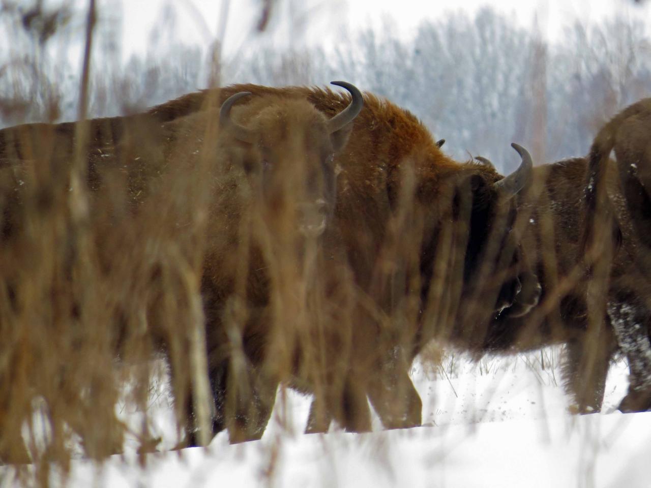 Bialowieza en hiver