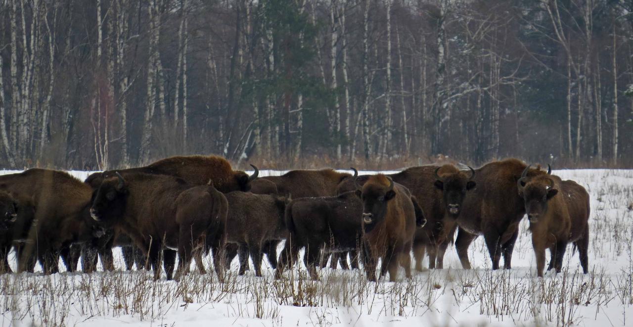 Bialowieza en hiver